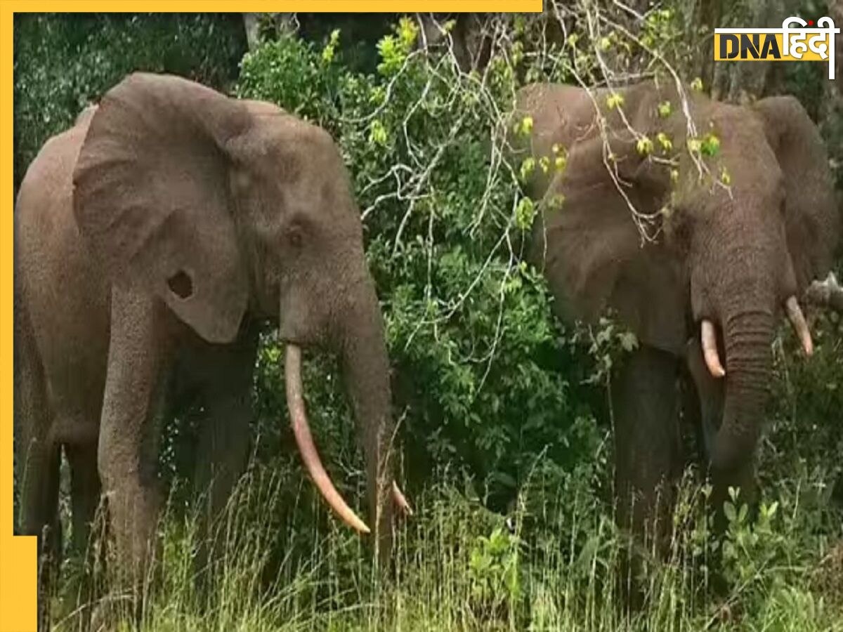 हाथियों ने मचाया तांडव, 24 घंटे में 5 को उतारा मौत के घाट, गजराज के आने से दहशत में लोग