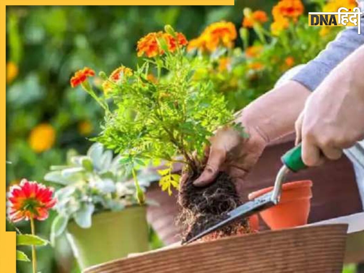 Gardening Tips: इन आसान टिप्स एंड ट्रिक्स से बागवानी करना हो जाएगा आसान, घर फूलों से रहेगा गुलजार 