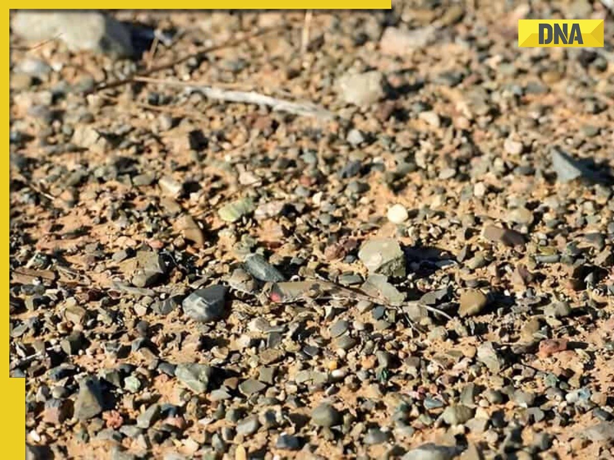 Optical illusion: Only 2% people can spot the hidden lizard in THIS pic