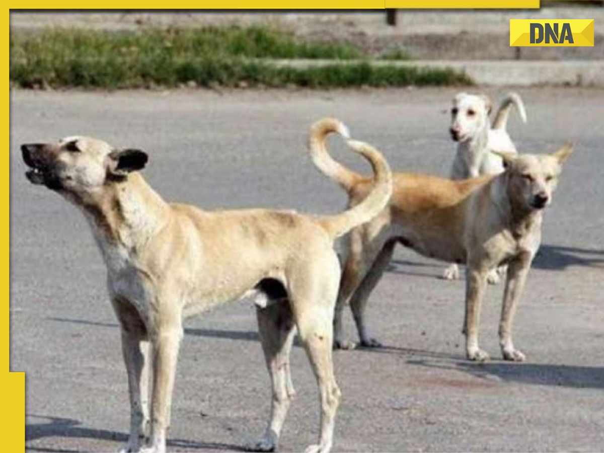 Delhi Horror! Man caught raping stray dog on camera, police not filing FIR; Here's why Delhi Horror! Man caught raping stray dog on camera, police not filing FIR; Here's why