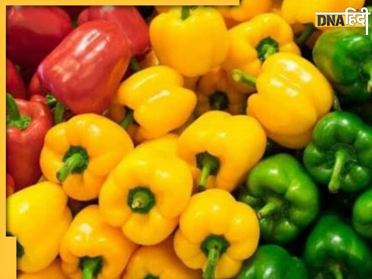 Capsicum Benefits: खून की कमी से लेकर डायबिटीज और कैंसर के खतरे को कम करती है शिमला मिर्च, जानें और भी फायदे