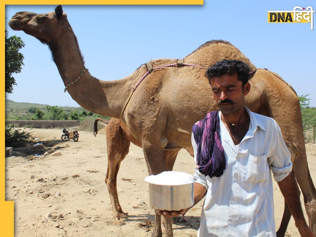 Camel Milk: डायबिटीज के मरीजों के लिए रामबाण होता है ऊंटनी का दूध, जानें पीने का तरीका और फायदे