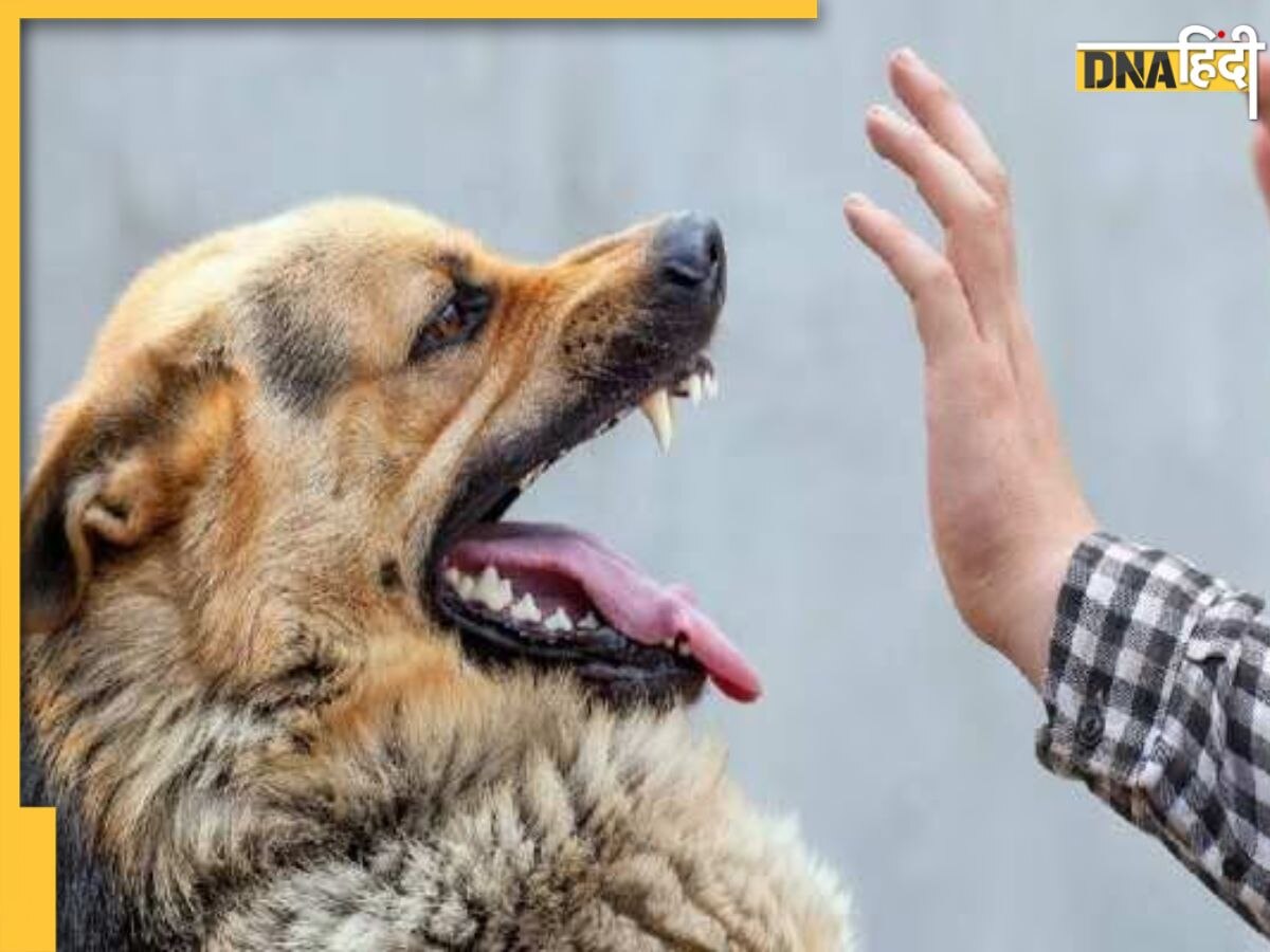 Dog Bite Rescue Tips: कुत्ते कर दें हमला तो तुरंत करें ये काम, पास आने की जगह दुम दबाकर भागेंगे डॉग्स