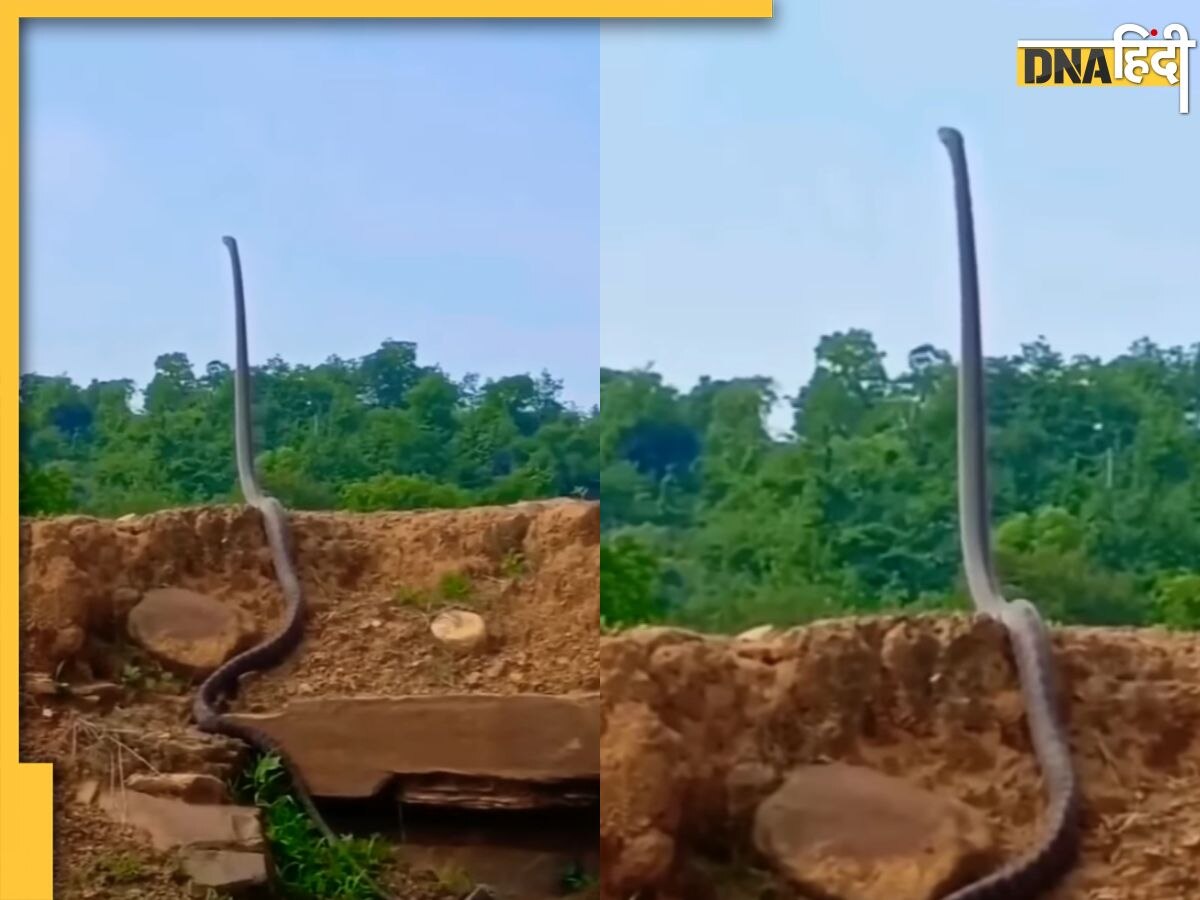 King Cobra Snake Viral Video: जमीन से 5 फीट ऊपर खड़ा हो गया सांपों का राजा, वीडियो देख कांप गए लोग