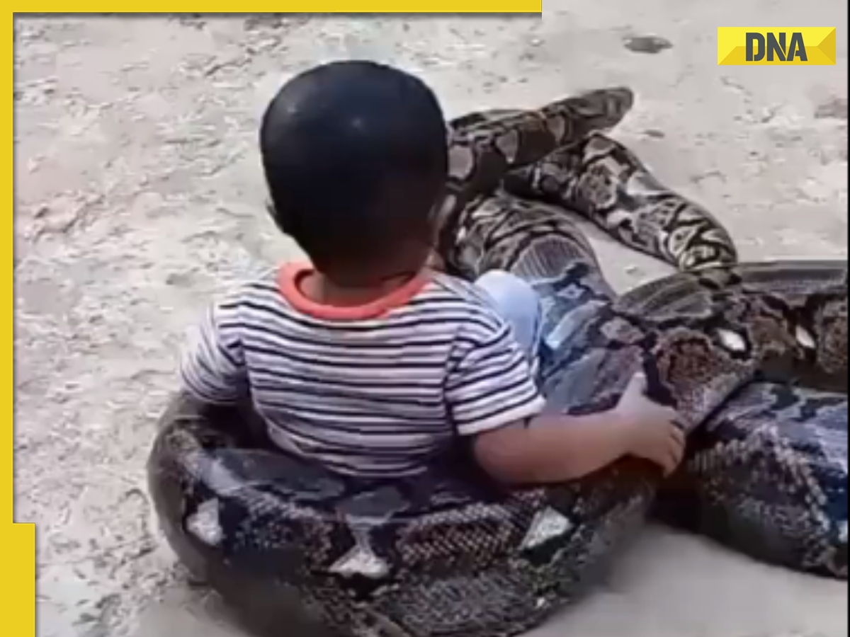 Toddler fearlessly plays with massive python, viral video terrifies ...
