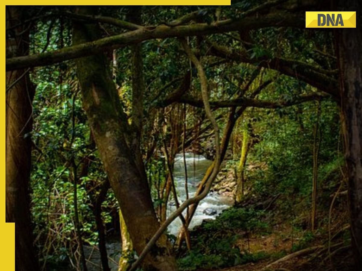 'Separated from friends, ate worms, drank urine...': Man narrates how he survived in Amazon forest for over a month