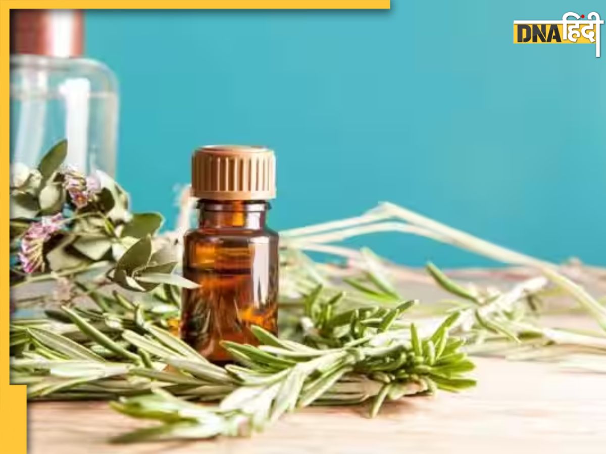 Rosemary Oil For Hair Care रोजमेरी के तेल से दूर होगी सफेद बालों की