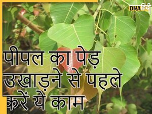Jyotish Tips: घर में या आस-पास उग गया है पीपल तो करें ये उपाय, टल जाएंगे संकट और होगा धनलाभ