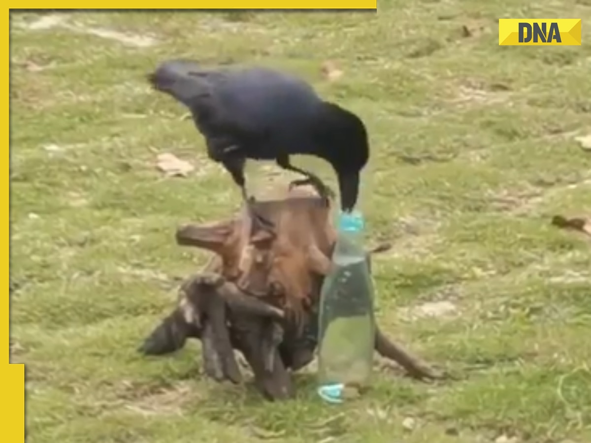 Crow uses pebbles to drink water from bottle, viral video will remind you of 'thirsty crow' story