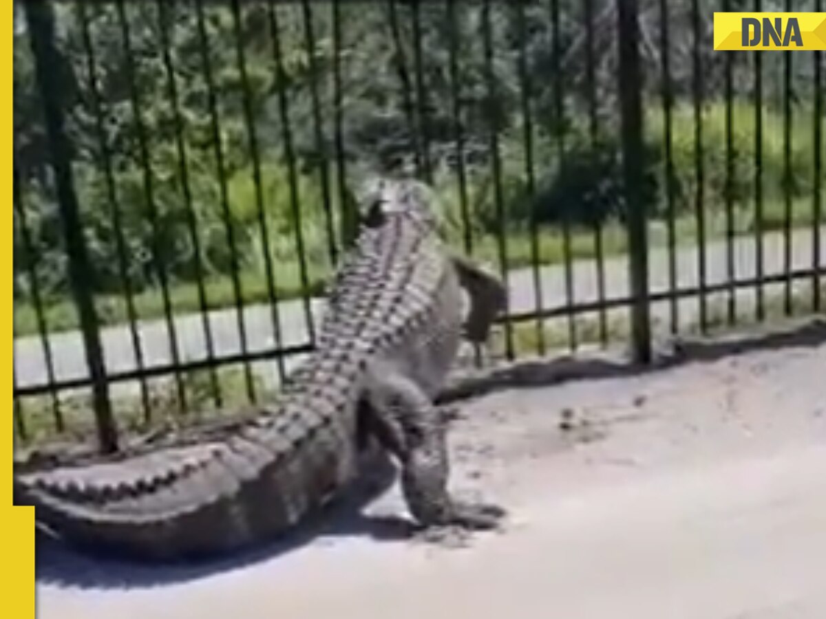 Massive alligator bends metal fence like a paper, spine-chilling viral video