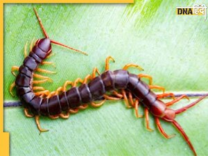 Astro Tips: होली के दिन घर में यहां दिख गया ये कीड़ा तो समझ लीजिए बदलने वाली है किस्मत, चमक जाएगा भाग्य