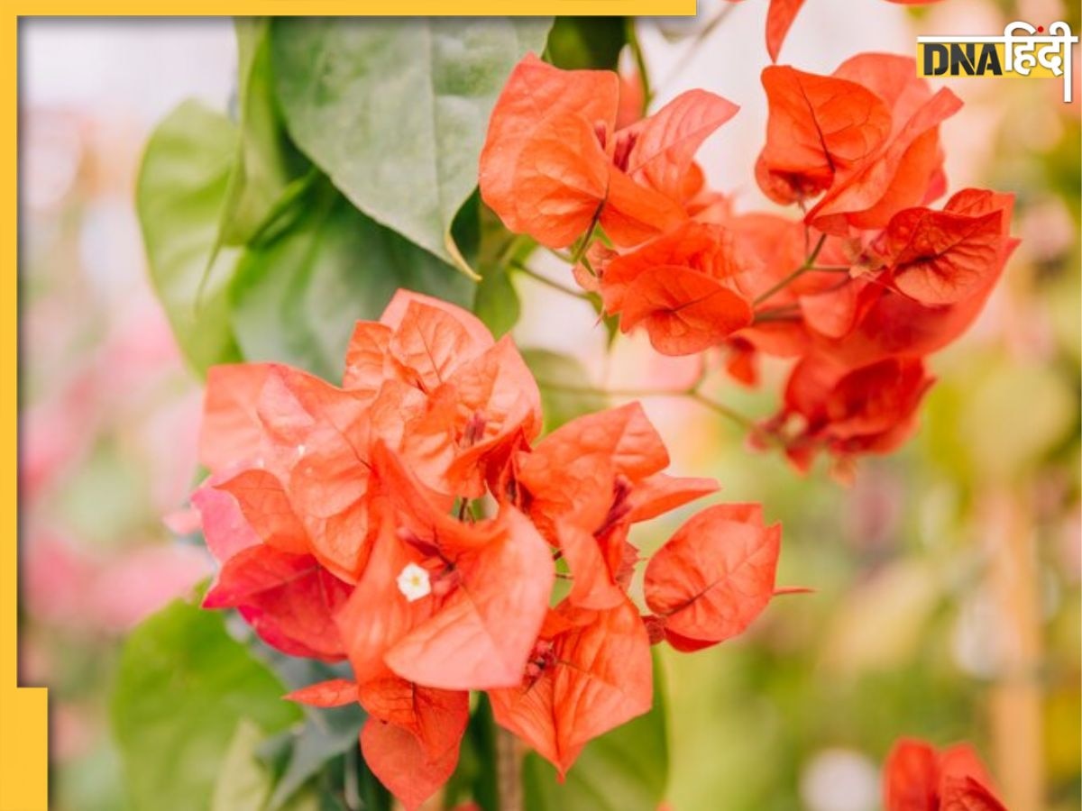 Gardening Tips: ये आसान टिप्स Bougainvillea के पौधे में फूंक देंगे जान, फूलों से भर जाएगा आपका बगीचा