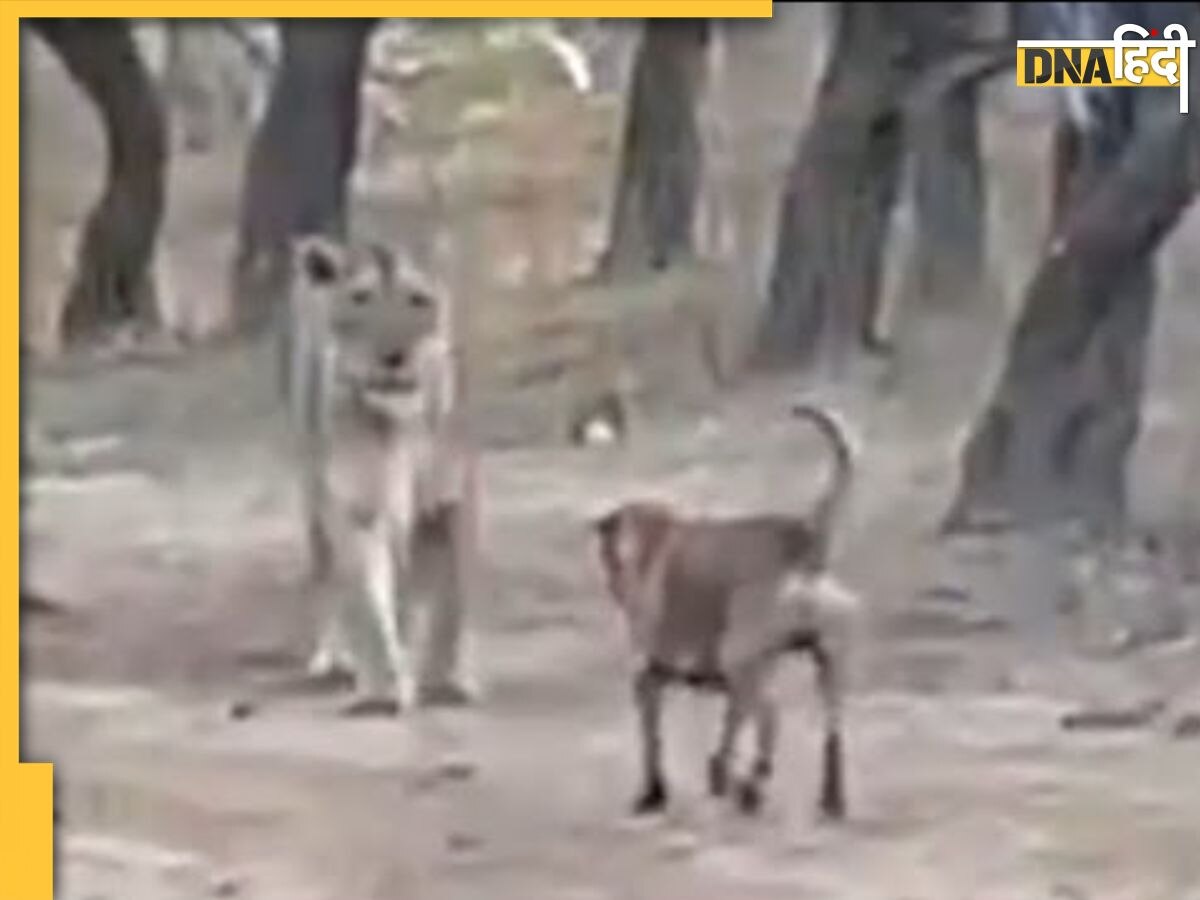 Dog vs Lion Fight: कुत्ते के सामने शेर की सिट्टी पिट्टी गुम, दुम दबाकर भागा जंगल का राजा