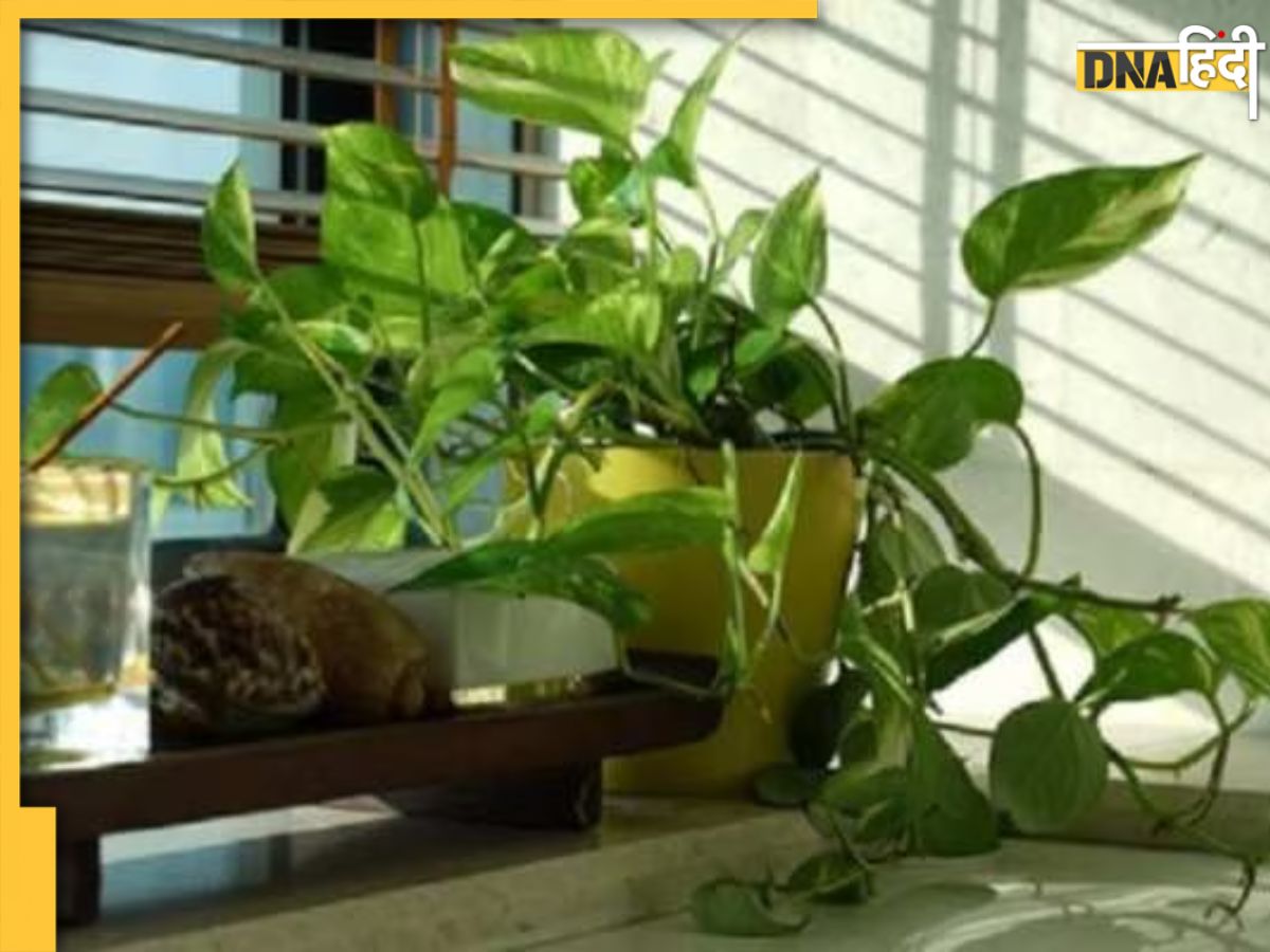 Vastu Tips For Money Plant चुंबक की तरह पैसा खींचता है ये पौधा लगाते समय इन बातों का रखें ध्यान 8726