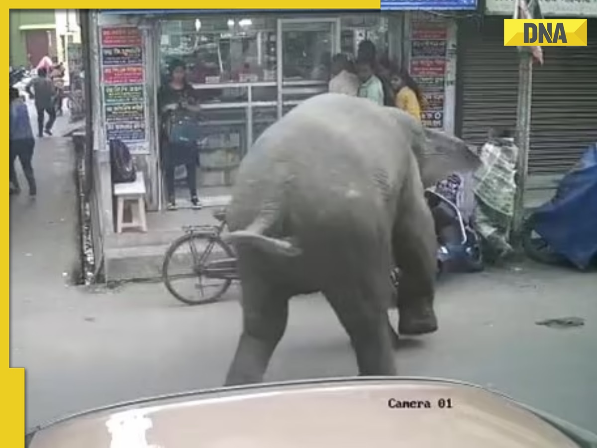 Angry jumbo wrecks havoc in West Bengal’s town, viral video terrifies netizens