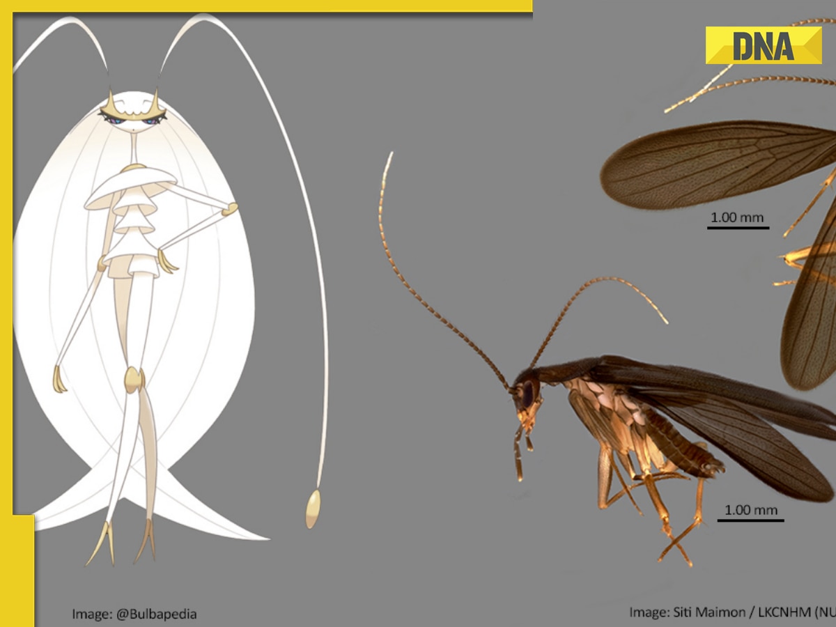 New cockroach species discovered in Singapore named after THIS Pokemon