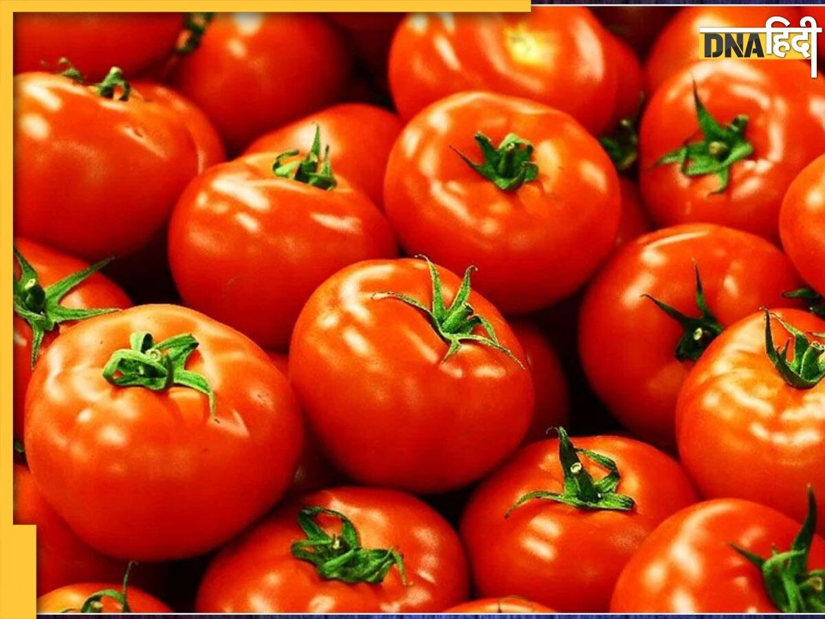 Tomato Side Effects: लाल टमाटर का ज्यादा सेवन बिगाड़ देता है आपकी सेहत, पथरी से लेकर शरीर में बढ़ जाती हैं ये 5 दिक्कतें 