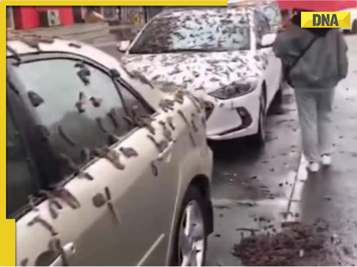 It's raining worms in China? Viral video from Beijing leaves netizens baffled