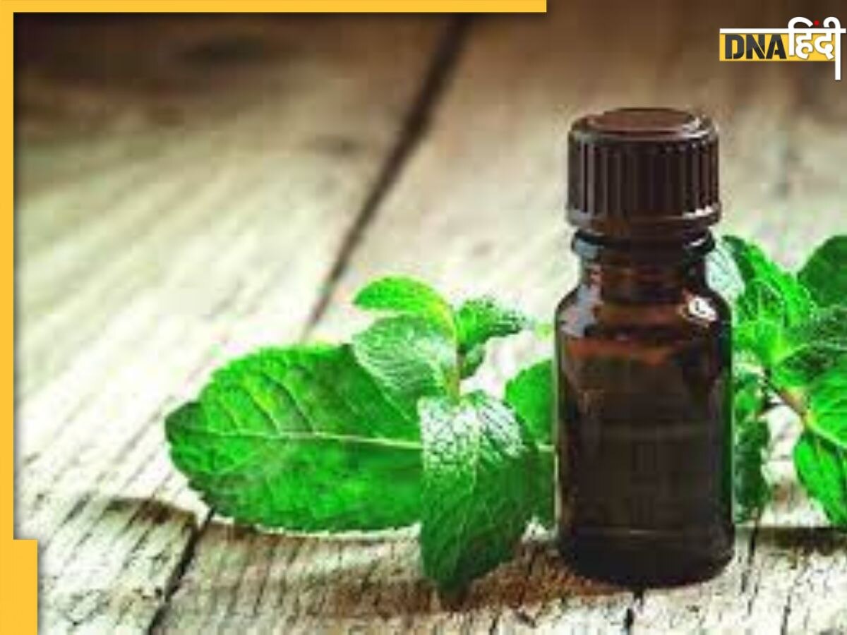 Peppermint Oil: गले में दर्द या माइग्रेन के कारण फट रहा हो सिर तो पेपरमिंट ऑयल से चुटकियों में मिलेग�ा आराम