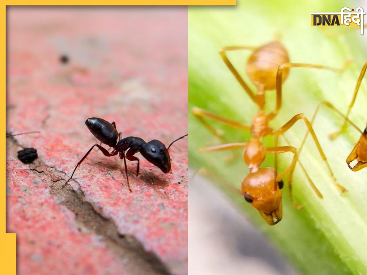 Astro Tips For Ant: घर में चींटियों के निकलने से मिलते हैं ये शुभ-अशुभ संकेत, वास्तु के अनुसार जानें क्या है इसका मतलब