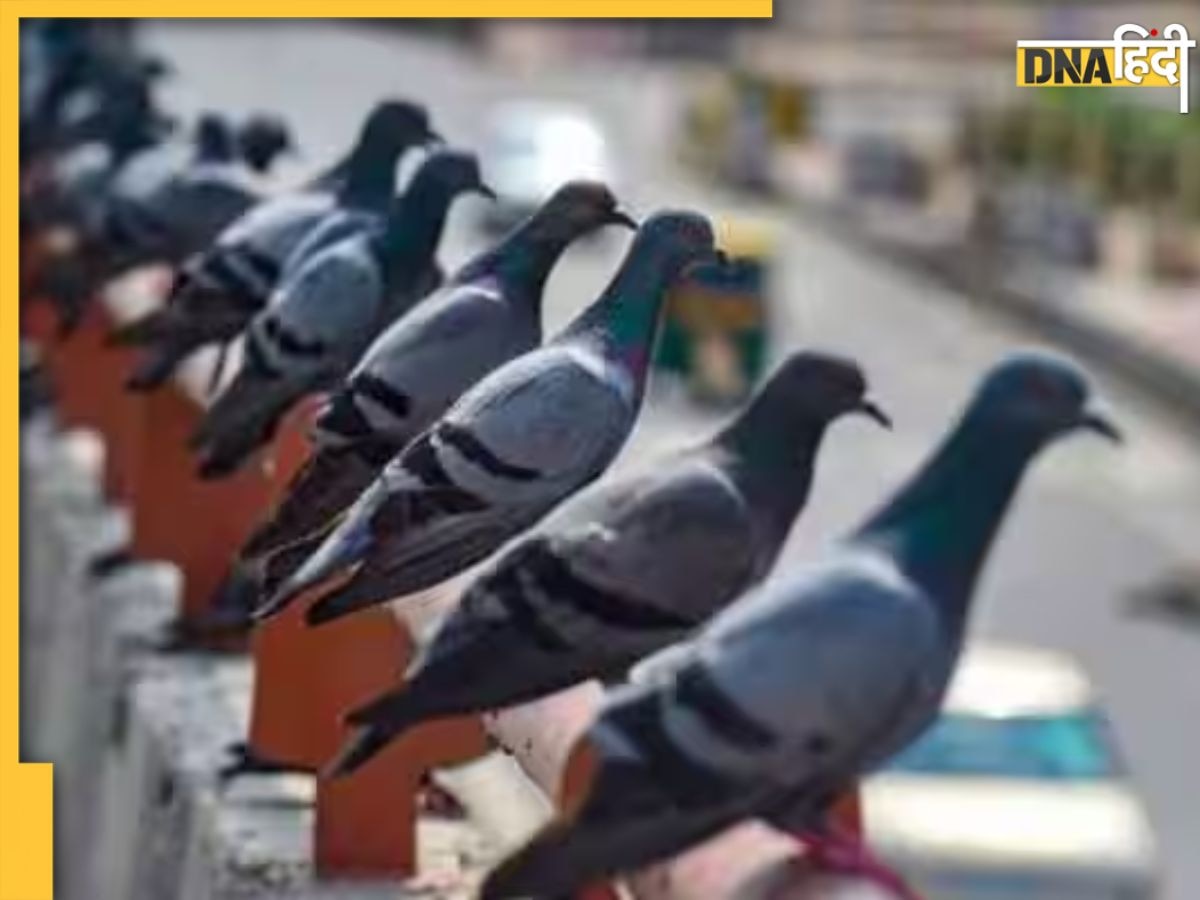 Pigeon Breeder Disease: कबूतरों की वजह से बढ़ रहा इस गंभीर बीमारी का खतरा, जाने क्या हैं इसके लक्षण, कारण व इलाज