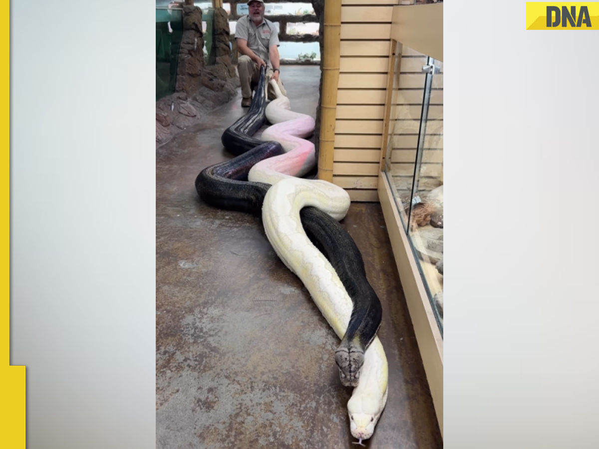 Man tries to pull two gigantic pythons with their tail, viral video ...