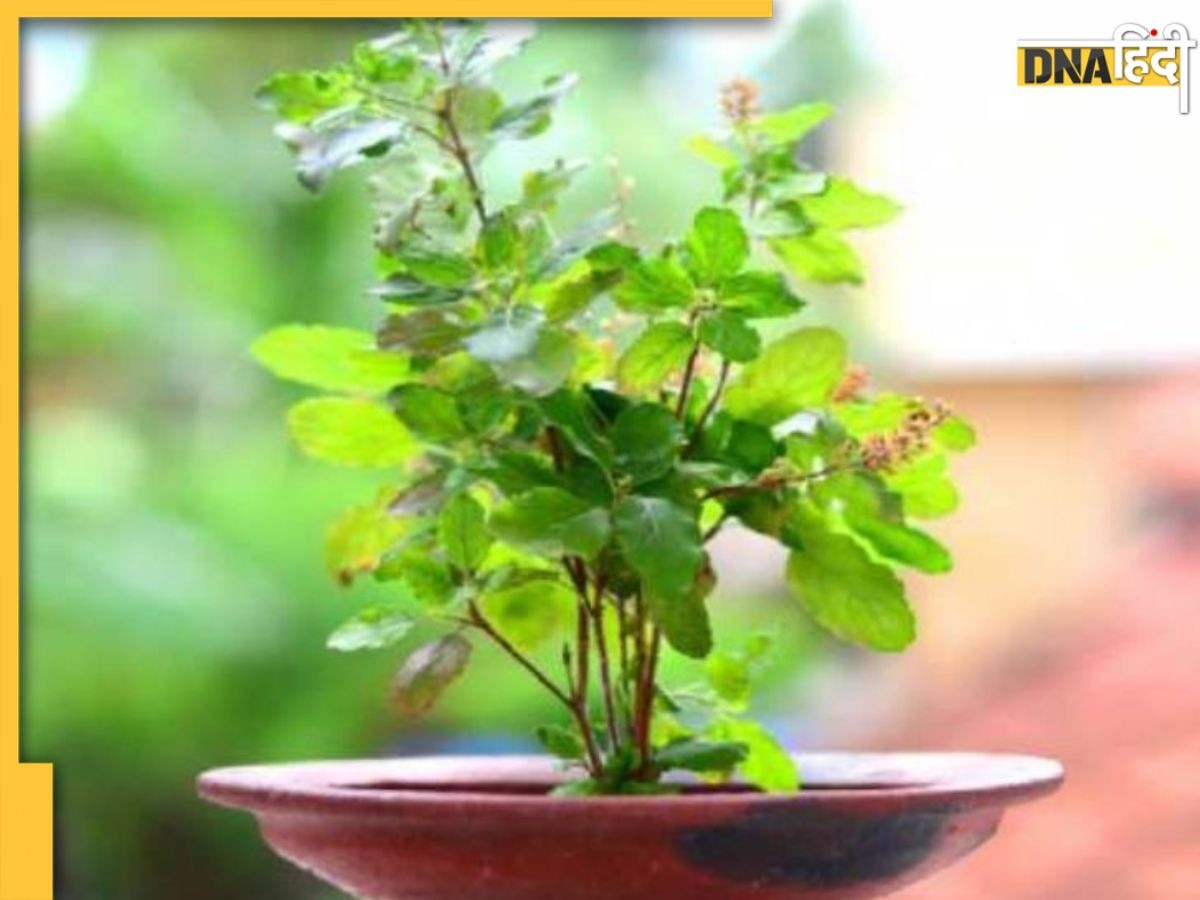 Vastu Tips For Tulsi: घर में तुलसी का पौधा लगाने का ये है सबसे सही जगह, मां लक्ष्मी का मिलेगा आशीर्वाद, होगी धनवर्षा