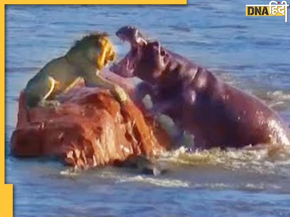 Lion Hippo fight video: इस जानवर के आगे शेर भी बन गया भीगी बिल्ली, देखें कैसे दुम दबाकर भागा