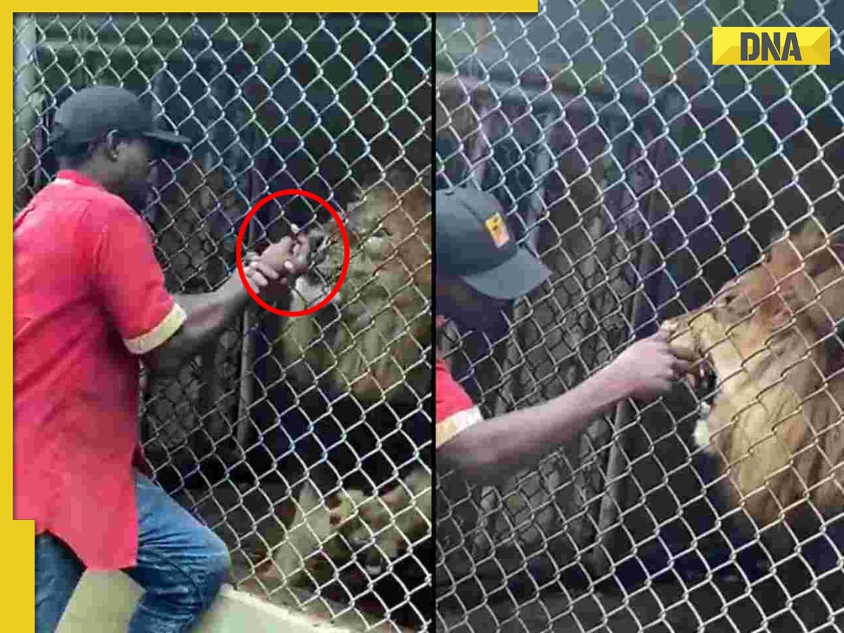 Angry lion rips off man's finger at zoo, old viral video terrifies netizens