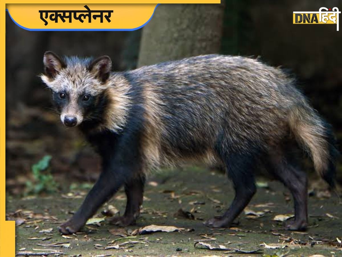 Raccoon Dogs: ये किस तरह के कुत्ते हैं जिनसे कोरोना फैलने का दावा किया जा रहा है?