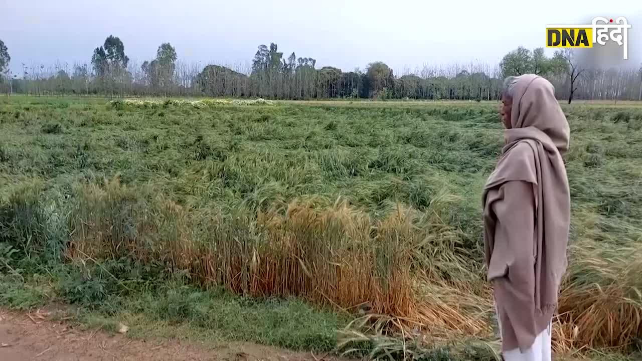 Video: बेमौसम बारिश से India के कई राज्यों के Farmers का बुरा हाल, सरकार से लगाई मदद की गुहार