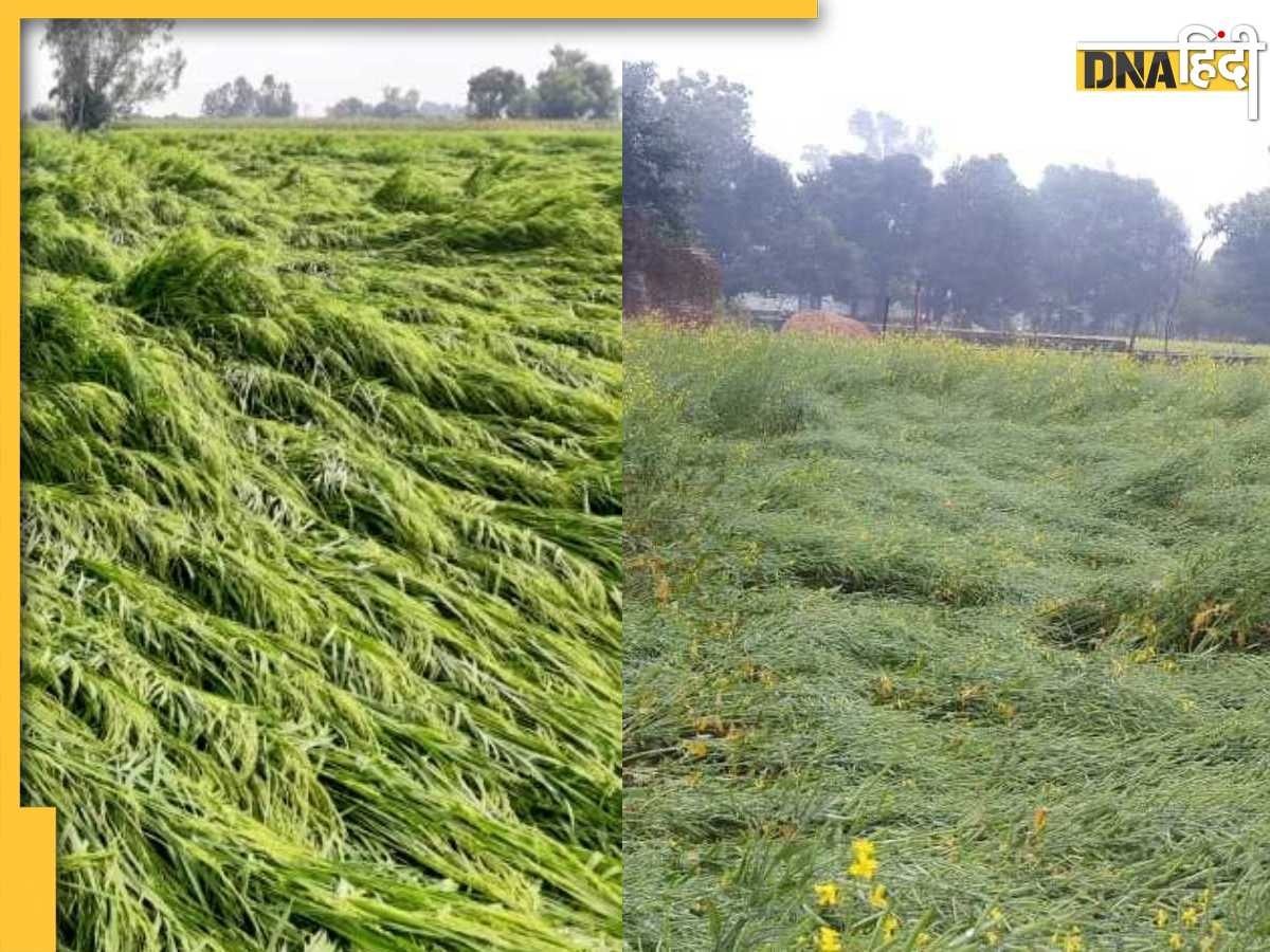 Rain Alert: बेमौसम बारिश से बढ़ेगी महंगाई, गेहूं की फसल हुई बर्बाद, अभी और बरसेगा पानी