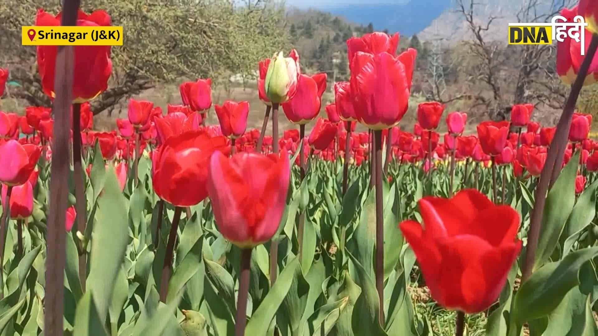 Video: Kashmir Tulip Garden: Srinagar में Asia का सबसे बड़ा Tulip Garden, जहां लगा है 16 लाख फूलों का मेला