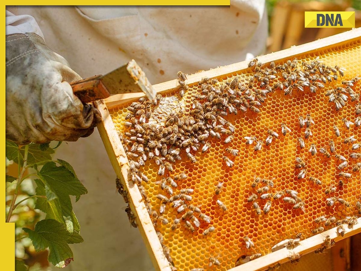 Learn About Beekeeping — Attend the 2023 Bee School