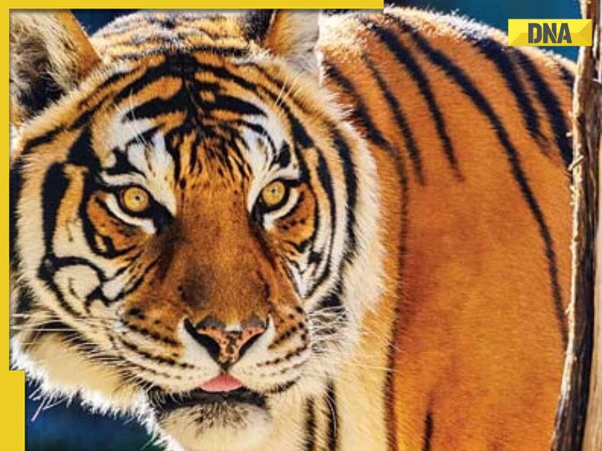 Kerala man spots tiger on his veranda, narrowly escapes