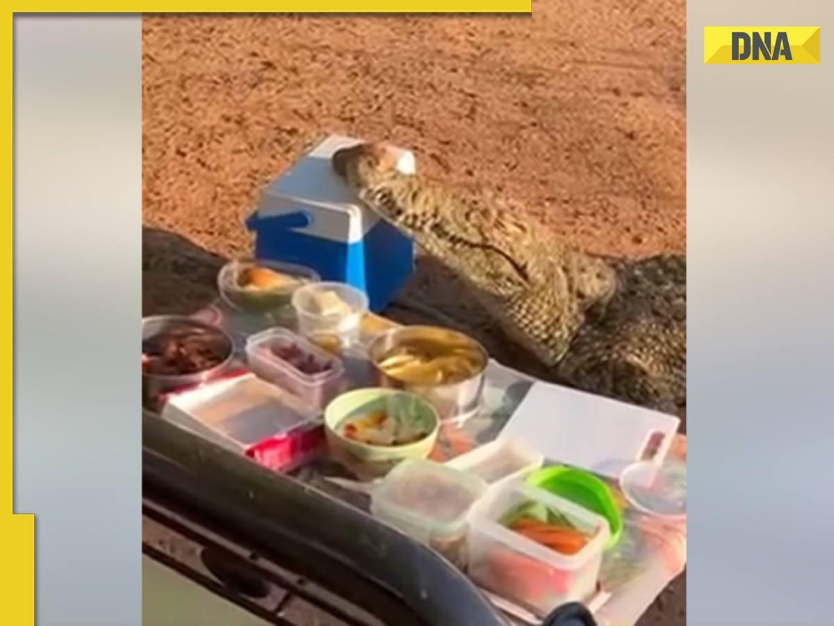 Hungry crocodile crashes picnic and steals cooler box, video goes crazy viral