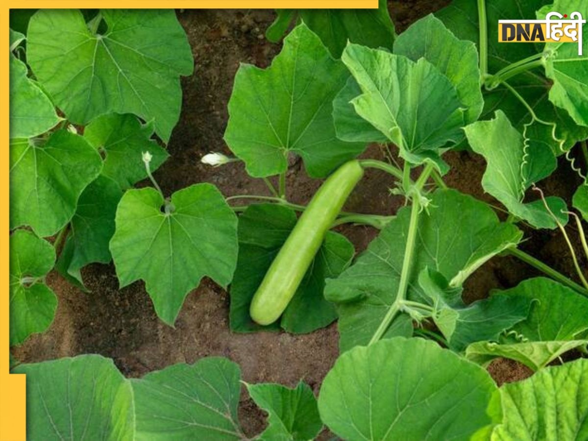 Gardening Tips: घर पर छोटे से गमले में भी उगा सकते हैं लौकी, बस फॉलो करें ये आसान टिप्स 