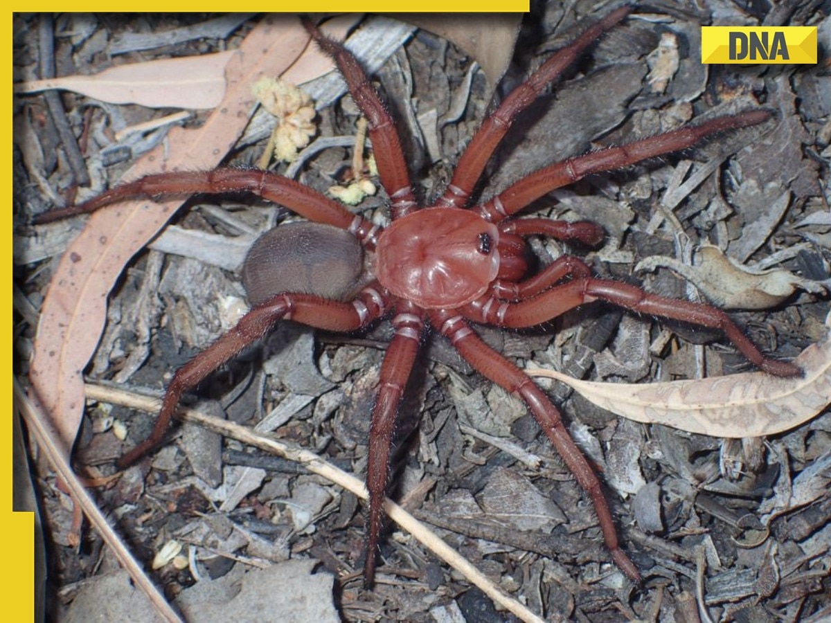 'Baapre': Viral pics of newly discovered giant trapdoor spider terrifies netizens