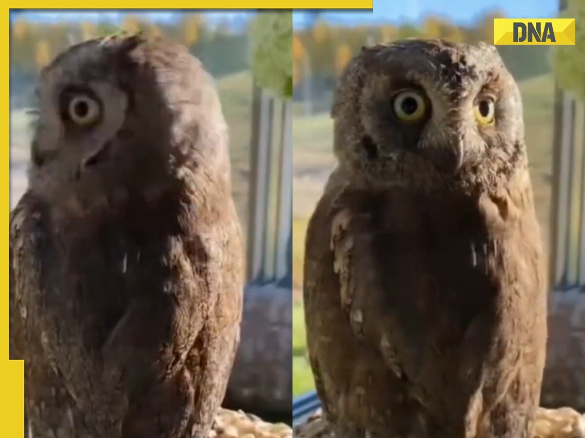 Viral video of owl rotating its head completely stuns internet