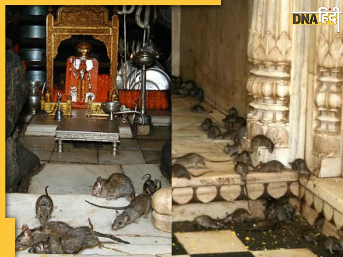 Rat Temple: राजस्थान के इस मंदिर में चूहों का झूठा प्रसाद खाते हैं लोग, जानें क्या है माता के इस मंदिर की कहानी