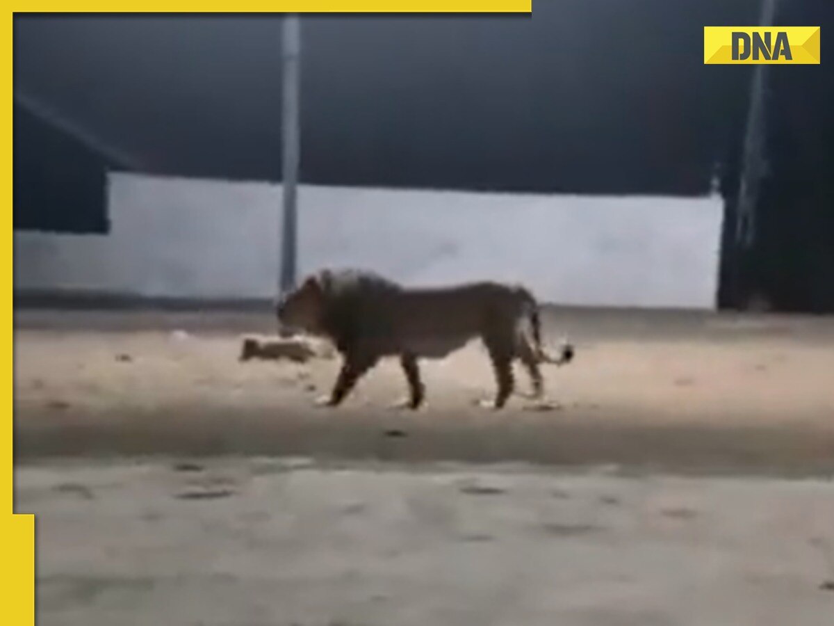 Just when the lion thought he own the place, 4 dogs attacked him and...