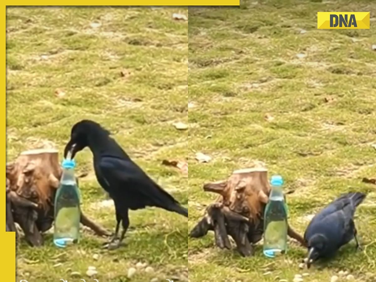 Viral video: Remember 'The Thirsty Crow' story? Take a real life look at it