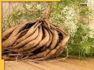 Shatavari Ke Fayde: पुरुषों में स्पर्म काउंट बढ़ाने से कैंसर तक के खतरे को दूर करती है ये जड़ी बूटी, जानें खाने का सही तरीका