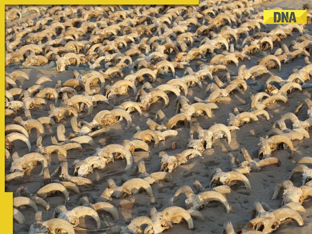 Real-life horror scene: 2000 mummified heads of sheep, dogs, goats uncovered in Egypt