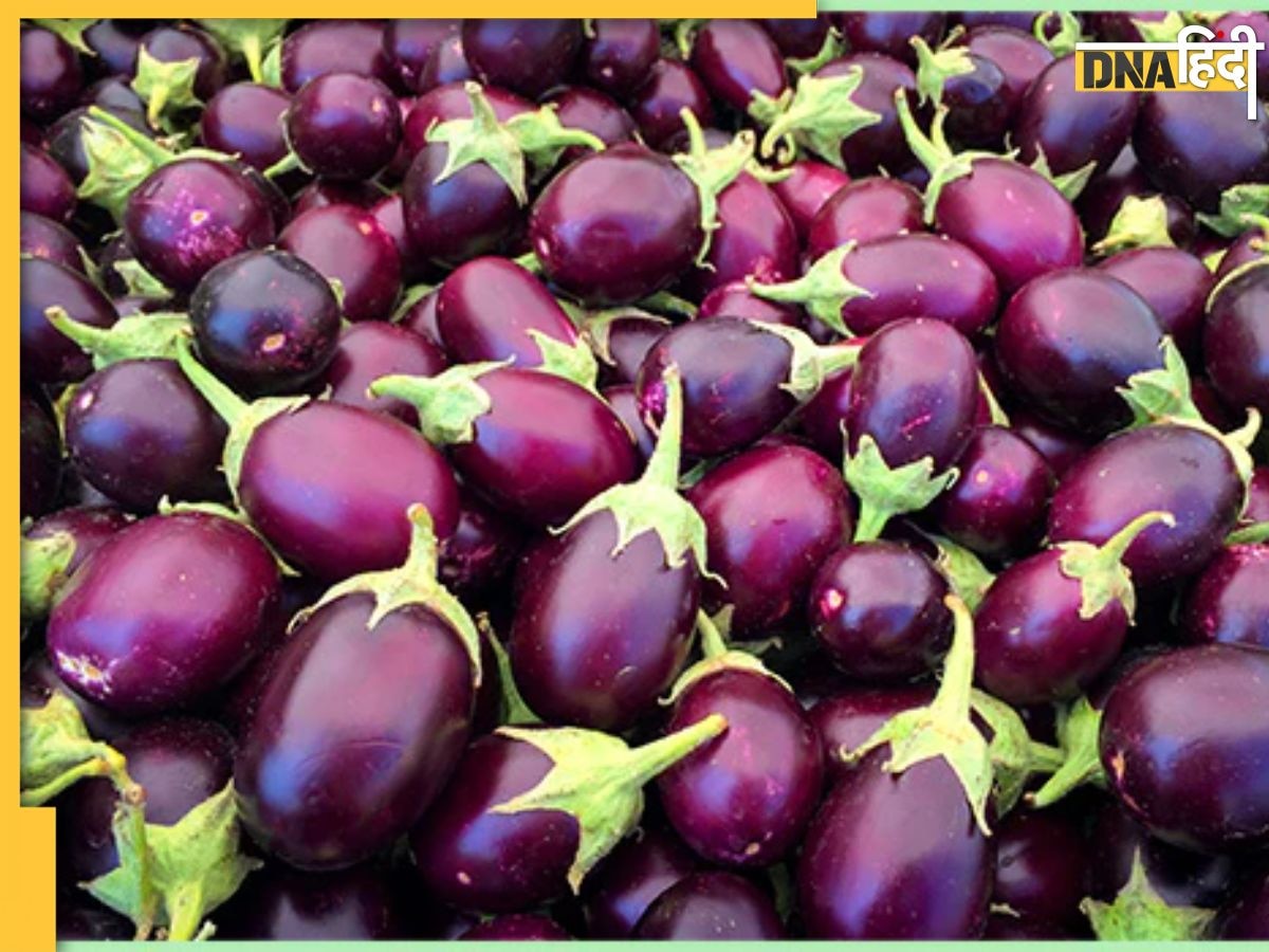 Brinjal Side Effects: इन 4 बीमारियों से हैं परेशान तो भूलकर भी न खाएं बैंगन, बिगड़ सकती है तबियत