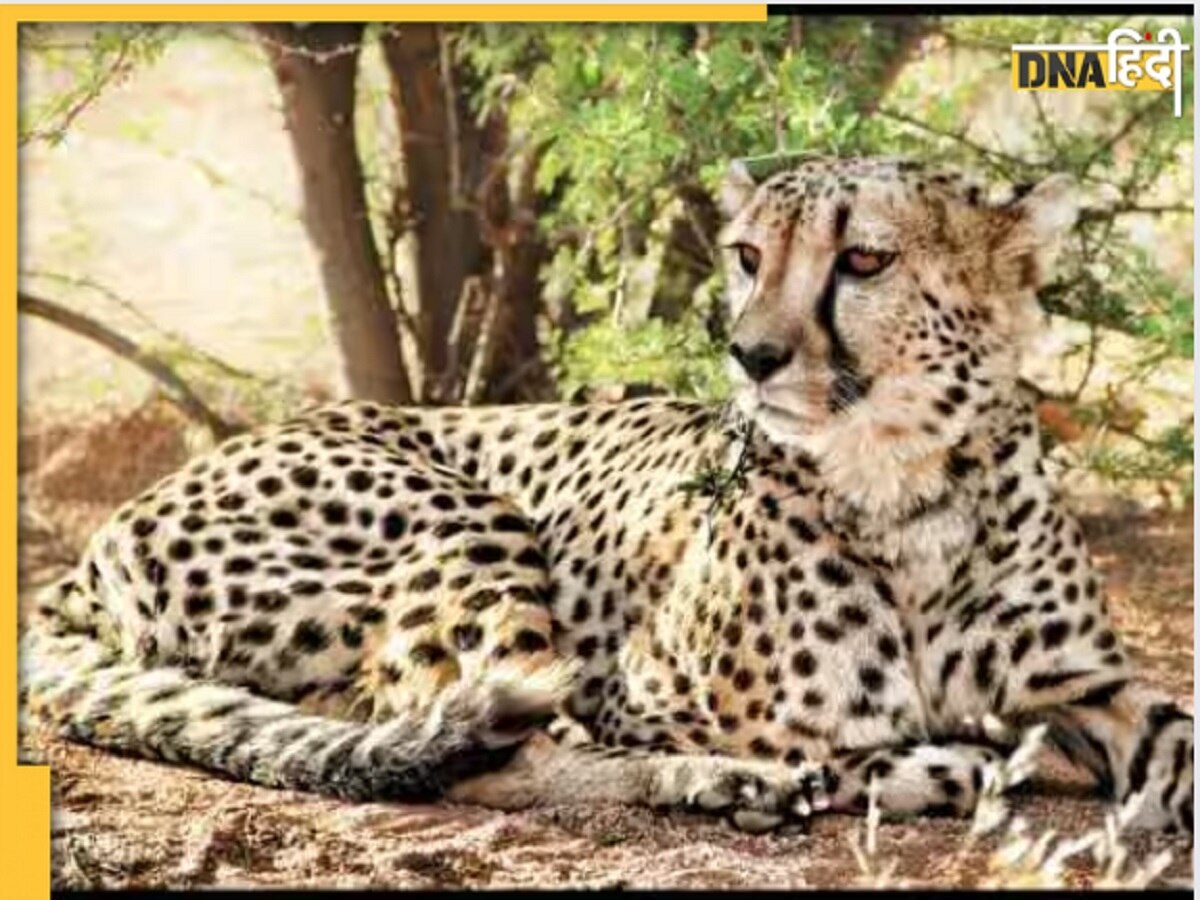 Cheetah death news: कूनो नेशनल पार्क में एक और चीते की हुई मौत, उदय ने तोड़ा दम, जानिए कैसे गई जान