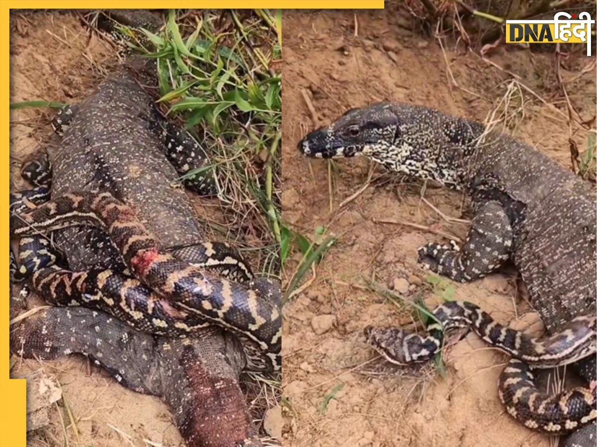 Komodo Dragon vs Python Fight: जब ड्रैगन और अजगर के बीच हुई मरने मारने वाली लड़ाई तो कौन अंत में जीता, देखें वीडियो