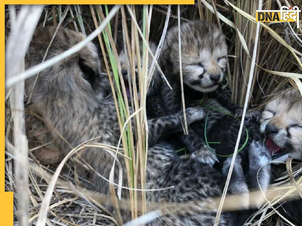 Cheetah Birth: 70 साल बाद भारत में जन्मा पहला चीता, Kuno National Park से आई खुशखबरी, देखें Video