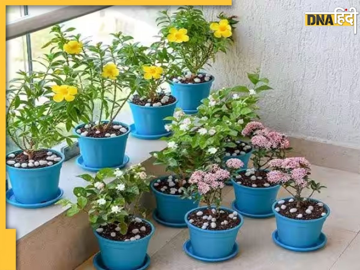 Gardening Tips: घर की छत पर करना चाहते हैं बागवानी? इन खास बातों का जरूर रखें ध्यान, हरा-भरा होगा टेरेस गार्डन 