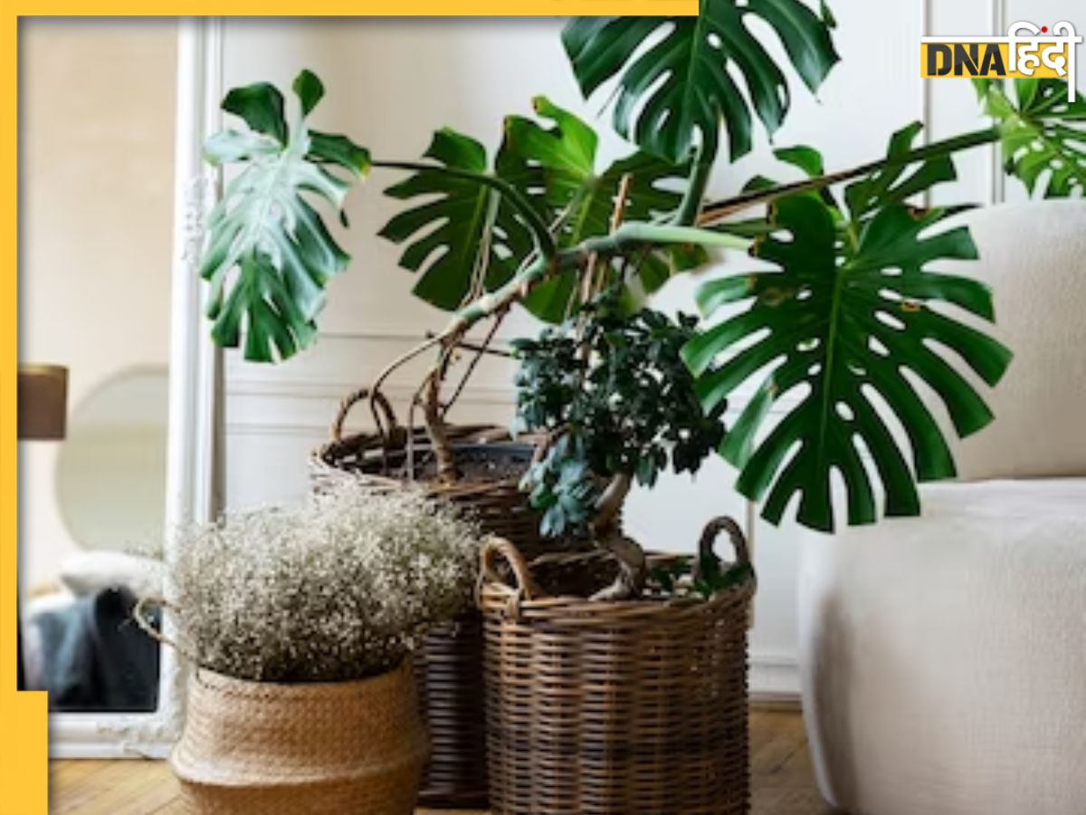 Best Bedroom Plants: बेडरूम के लिए बेस्ट हैं ये खूबसूरत प्लांट्स, नहीं ...